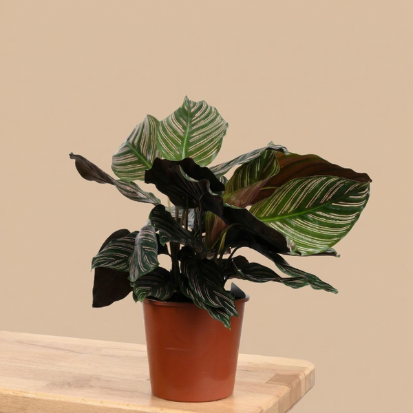 Calathea Ornata (40-50 cm) - Pembe Çizgili İç Mekan Saksı Bitkisi
