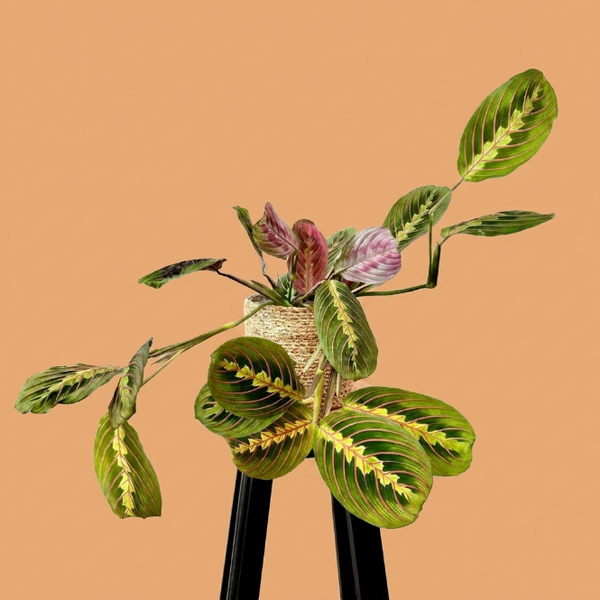 Calathea Maranta (Dua Çiçeği) - Desenli Yapraklı İç Mekan Bitkisi