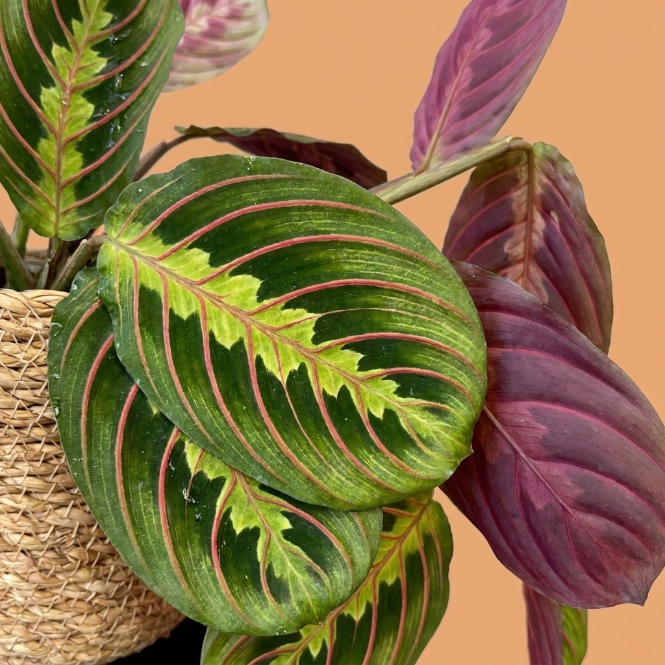 Calathea Maranta (Dua Çiçeği) - Desenli Yapraklı İç Mekan Bitkisi