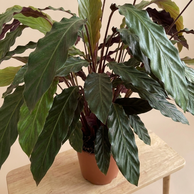 Calathea Rufibarba (Kadife Yapraklı Calathea) - İç Mekan Saksı Bitkisi