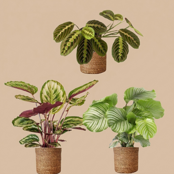Calathea Üçlü Set (Medalion - Maranta - Orbifolia) - İç Mekan Bitki Koleksiyonu