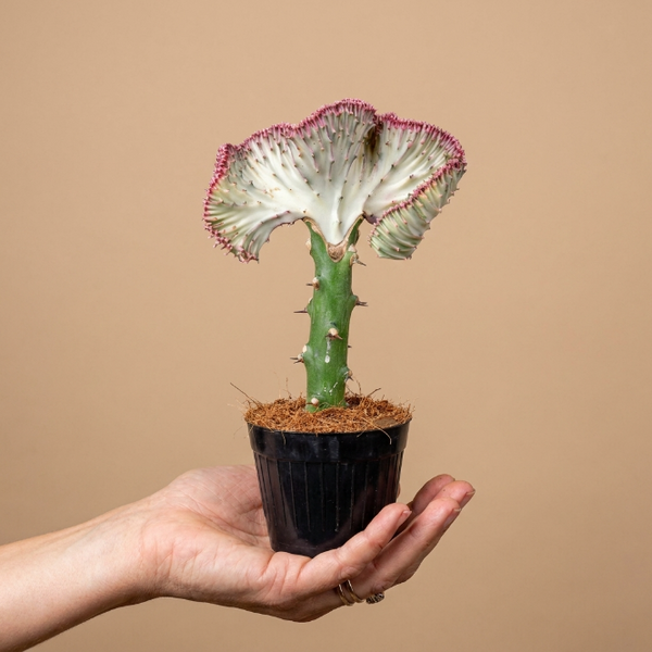Euphorbia Lactea Cristata Large | Kristal Kaktüs