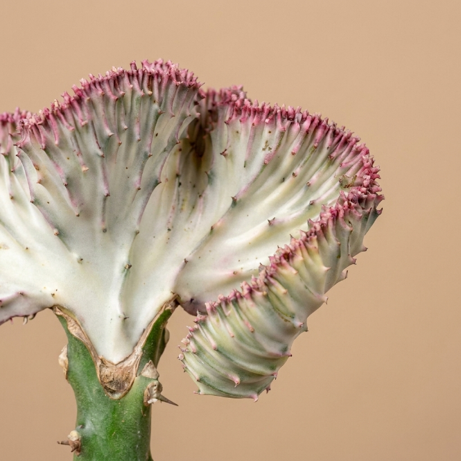 Euphorbia Lactea Cristata Large | Kristal Kaktüs