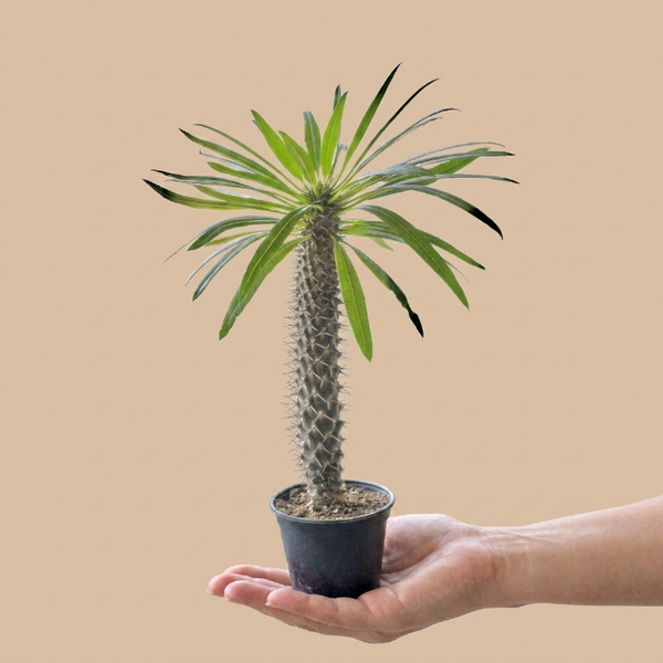 Madagaskar Palmiyesi | Pachypodium Lamerei Kaktüs