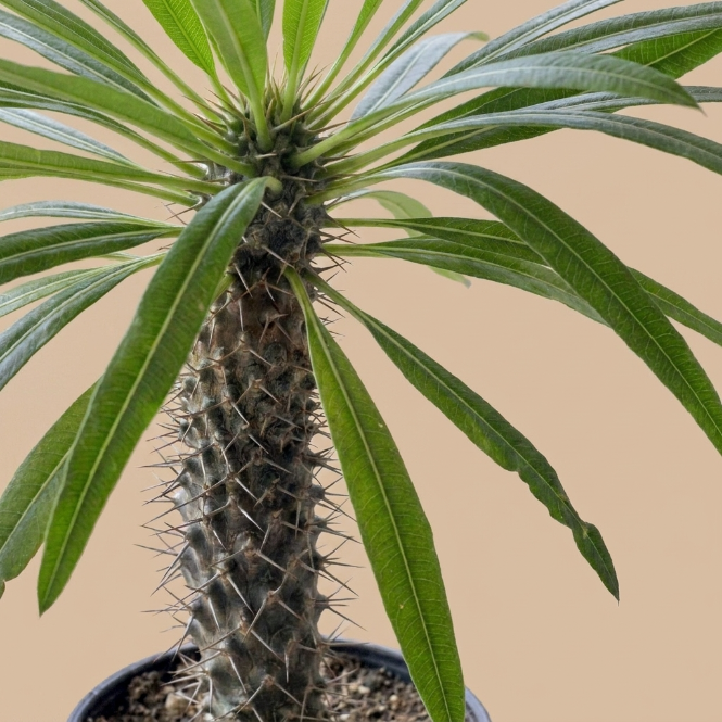 Madagaskar Palmiyesi | Pachypodium Lamerei Kaktüs