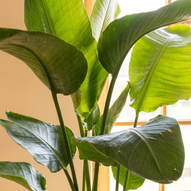 Starliçe Üç Köklü 120-140 cm | Cennet Kuşu Çiçeği - Strelitzia Nicolai