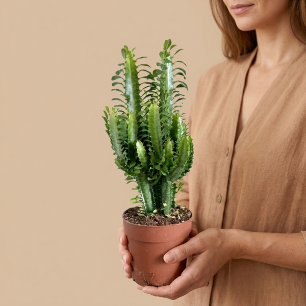 Euphorbia Trigona Masa Boy | Afrika Süngeri Kaktüsü