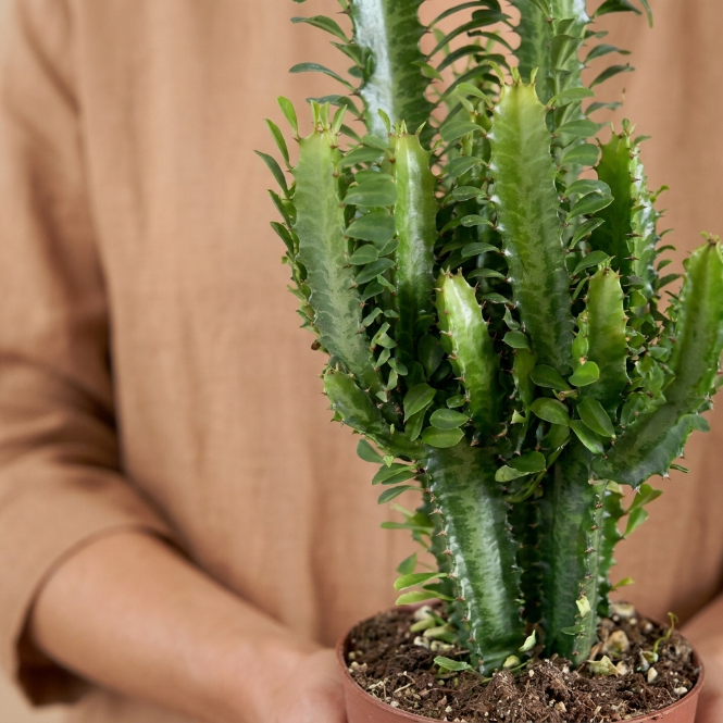 Euphorbia Trigona Masa Boy | Afrika Süngeri Kaktüsü