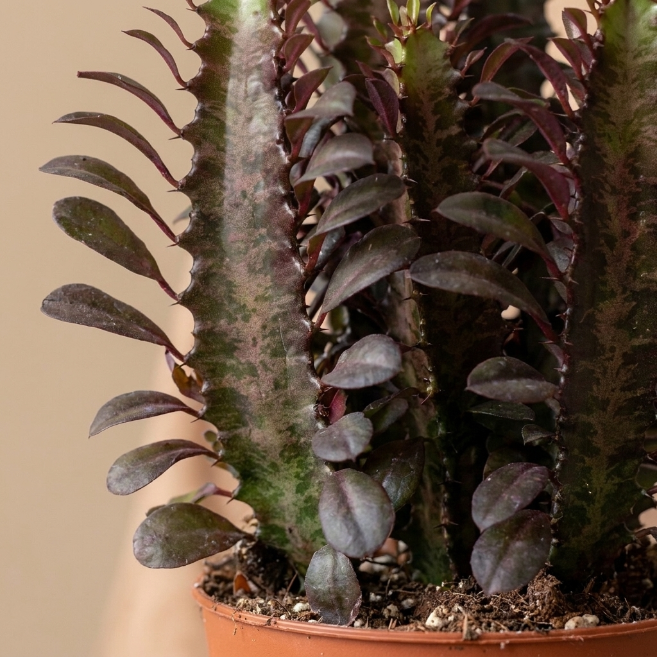 Euphorbia Trigona Rubra Masa Boy | Kırmızı Afrika Süngeri Kaktüsü
