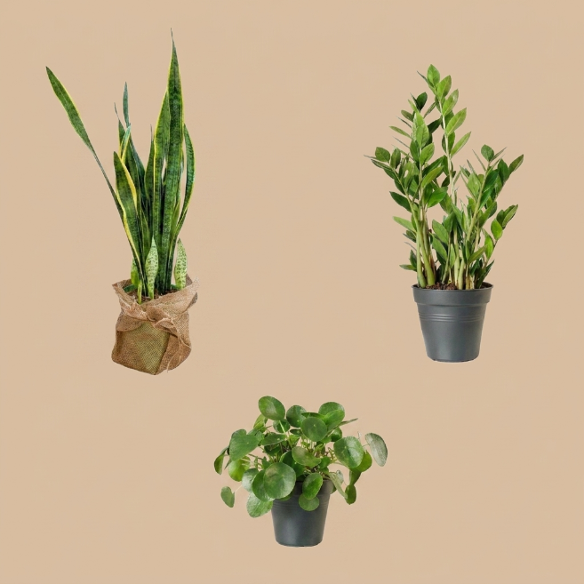 Az Işığa Uyumlu Bitki Seti | Kılıç, Pilea ve Zamia