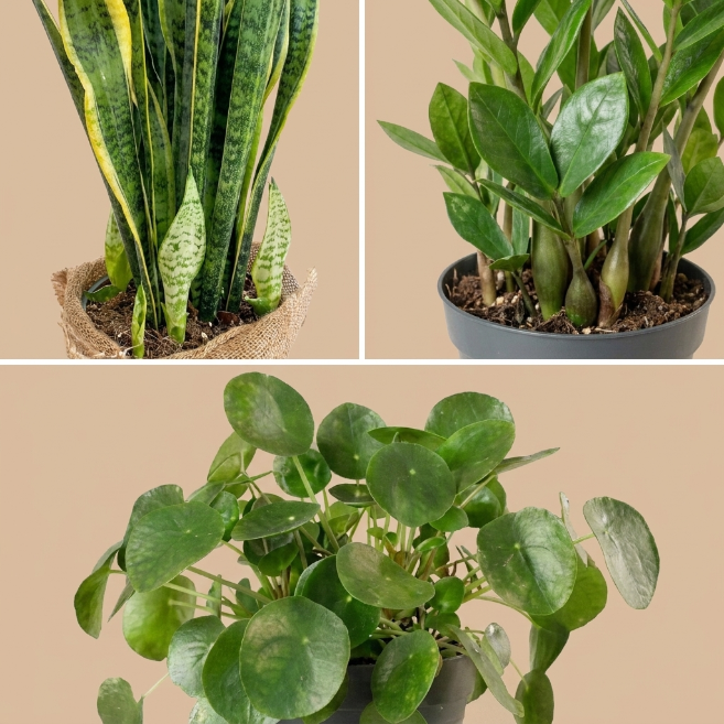 Az Işığa Uyumlu Bitki Seti | Kılıç, Pilea ve Zamia
