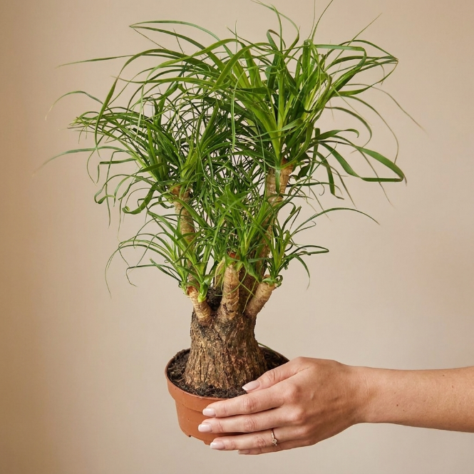 Fil Ayağı 50-60 cm | Nolina Recurvata - Beaucarnea Recurvata