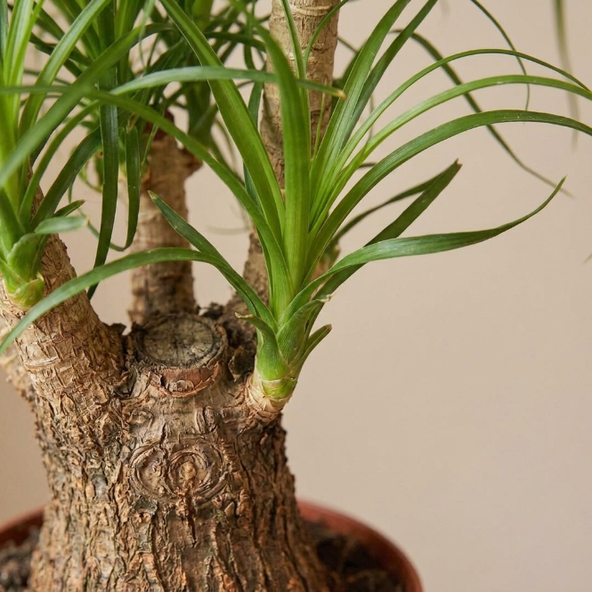 Fil Ayağı 50-60 cm | Nolina Recurvata - Beaucarnea Recurvata