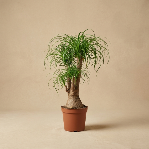 Fil Ayağı 80-90 cm | Nolina Recurvata - Beaucarnea Recurvata