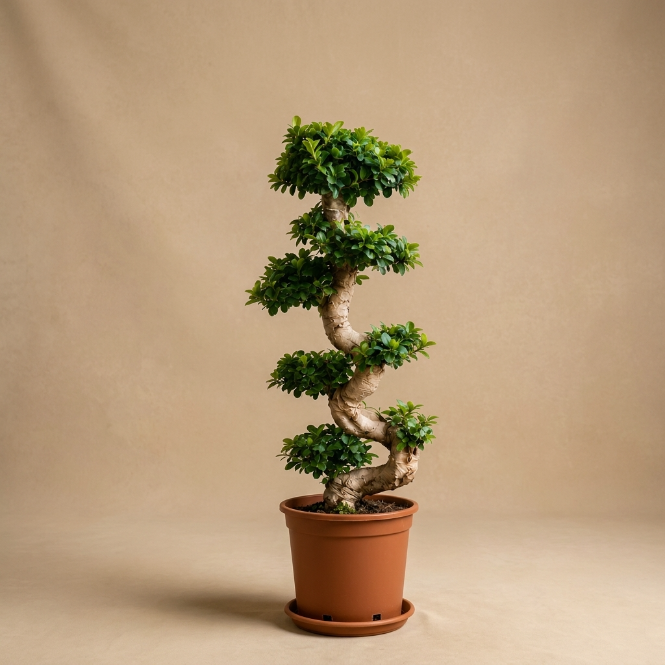 Bonsai Ficus S Gövde 100-110 cm | Dekoratif Ficus Bonzai