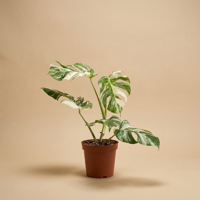 Monstera Albo Variegata | Nadir Bitki Koleksiyonu - Greenvila