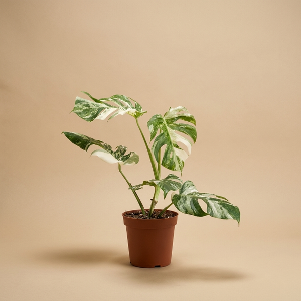 Monstera Albo Variegata | Nadir Bitki Koleksiyonu - Greenvila