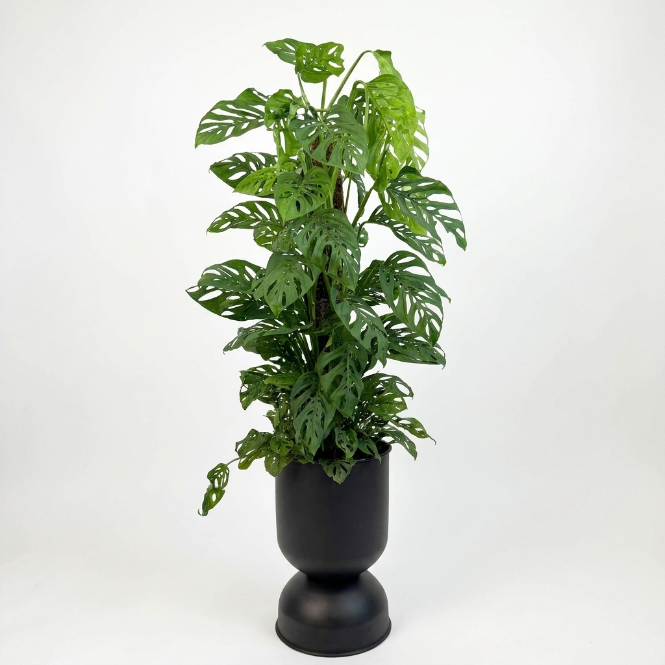 Monstera Adansonii 90-100 cm - İsviçre Peynir Bitkisi - Monkey Mask Canlı Bitki