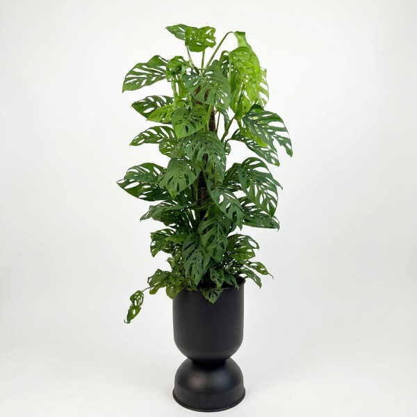 Monstera Adansonii 90-100 cm - İsviçre Peynir Bitkisi - Monkey Mask Canlı Bitki