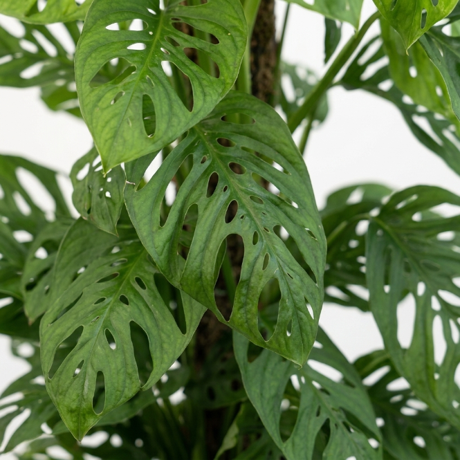Monstera Adansonii Monkey Mask - Maymun Yüzü Monstera - Masa Boy Canlı Ev Bitkisi