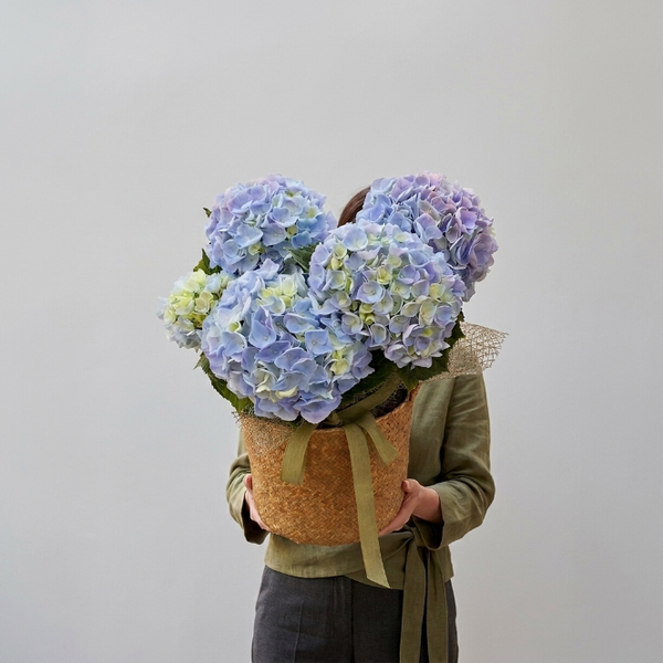 Hydrangea macrophylla Ortanca Canlı Bitki Mor Pembe Kırmızı Çiçekli | Dekoratif Bahçe ve Salon Bitkisi