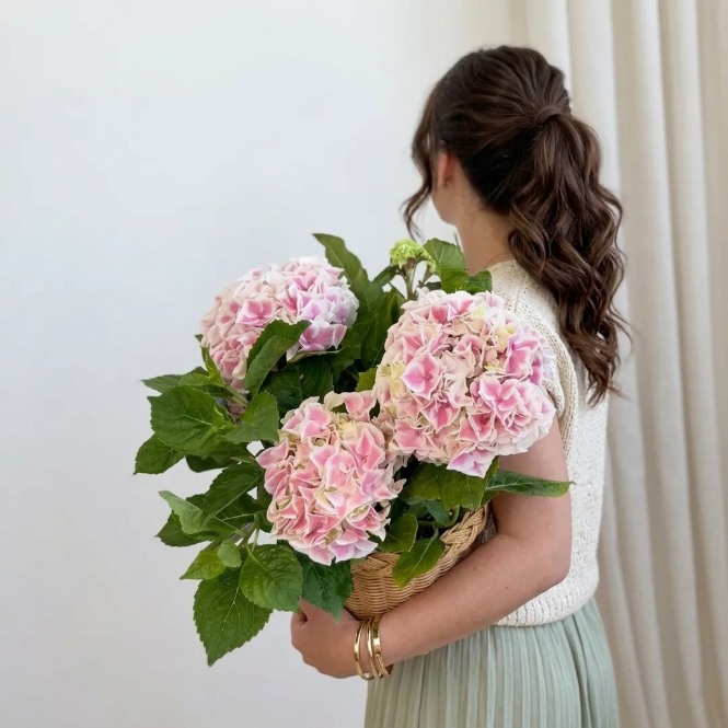Pembe Ortanca Çiçeği Canlı Bitki | Hydrangea Macrophylla Saksılı Dekoratif Bahçe Balkon Bitkisi