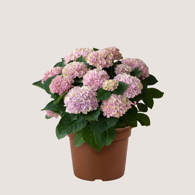 Pembe Ortanca Çiçeği Canlı Bitki | Hydrangea Macrophylla Saksılı Dekoratif Bahçe Balkon Bitkisi