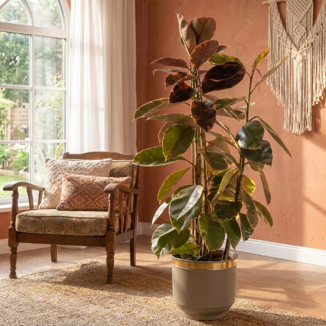 Kauçuk Çiçeği - Ficus Elastica Ruby Çift Köklü