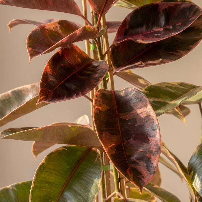Kauçuk Çiçeği - Ficus Elastica Ruby Çift Köklü