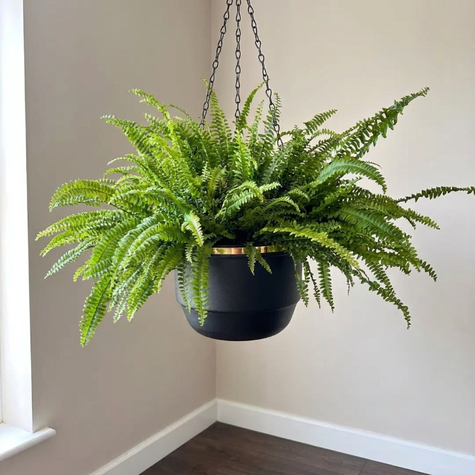 Aşk Merdiveni (Nephrolepis Exaltata) – Sarkık Yapraklı Salon Bitkisi