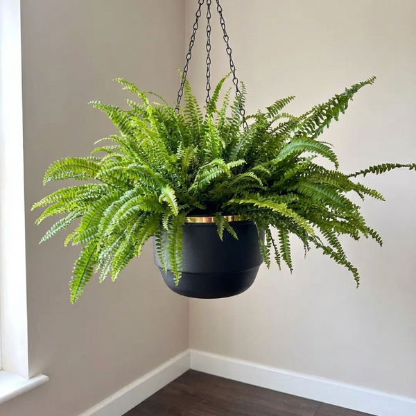Aşk Merdiveni (Nephrolepis Exaltata) – Sarkık Yapraklı Salon Bitkisi