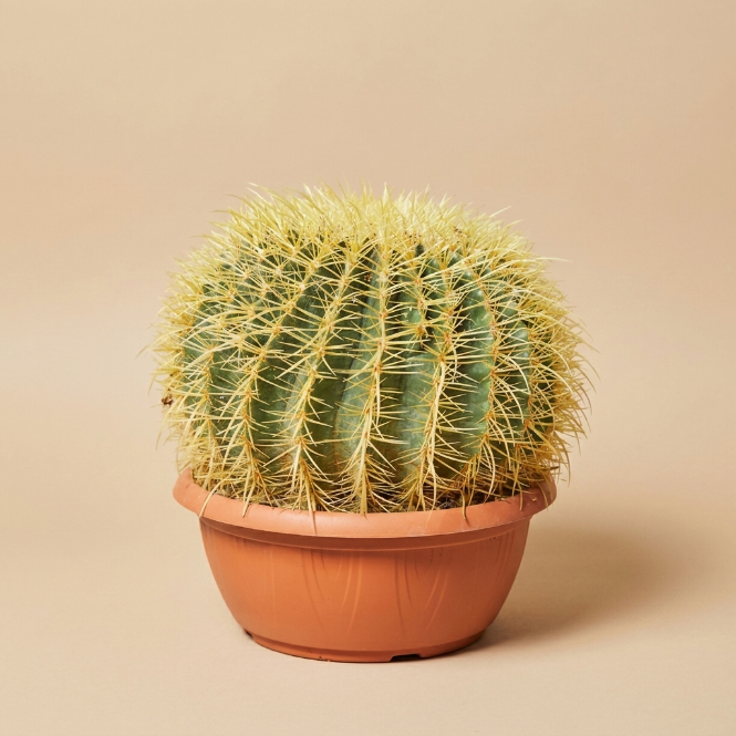 Echino Cactus Grusonii 30-40 cm Çap – Büyük Boy Altın Fıçı Kaktüs