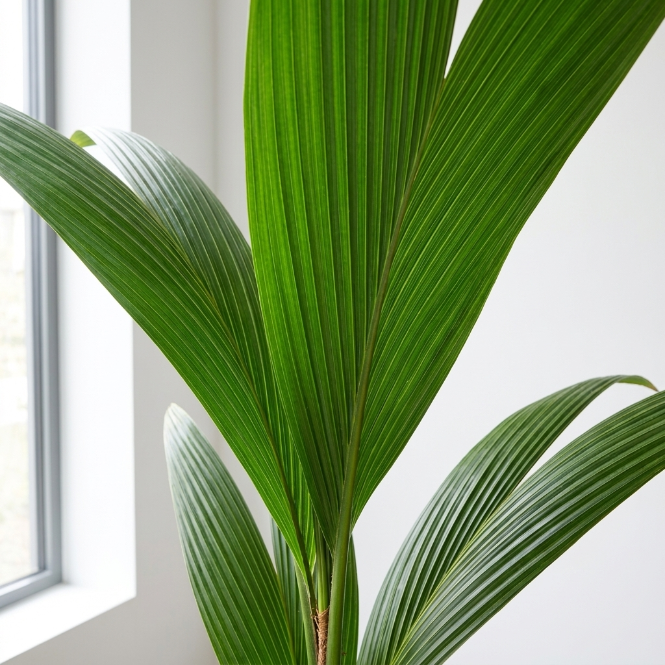 Hindistan Cevizi Palmiyesi XL | Cocos Nucifera | Tropikal İç Mekan Palmiyesi