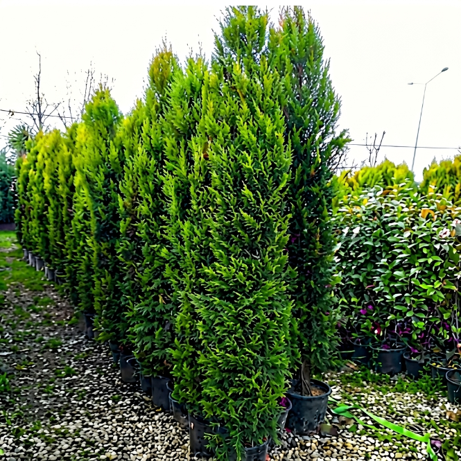 Leylandi Çam Ağacı (Cupressus Leylandii) 200-225 cm - Canlı Çit Bitkisi