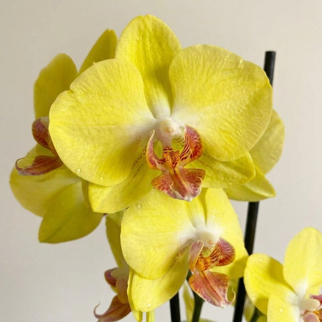 Sarı Orkide Çift Dallı İthal Canlı Phalaenopsis Salon Bitkisi