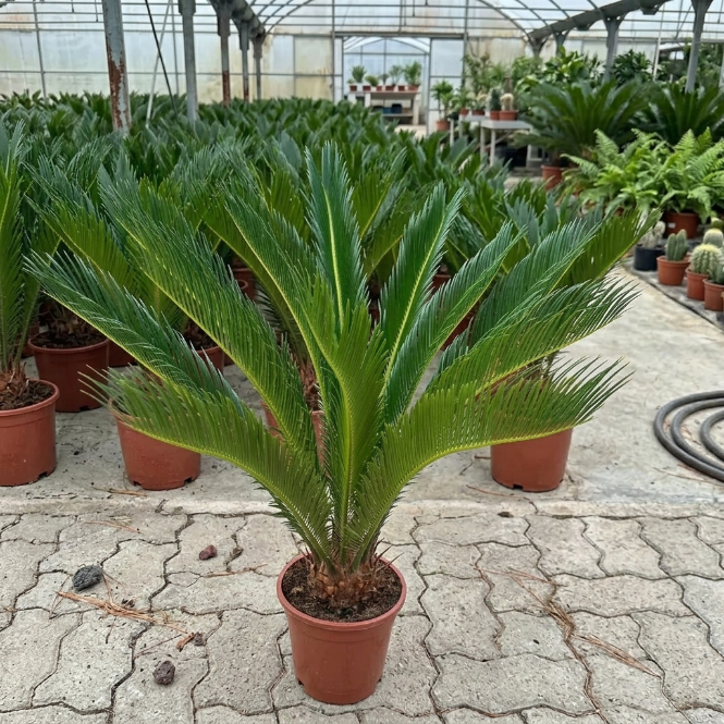 Cycas Revoluta Sikas Bitkisi Japon Sago Palmiyesi Canlı Salon Bitkisi