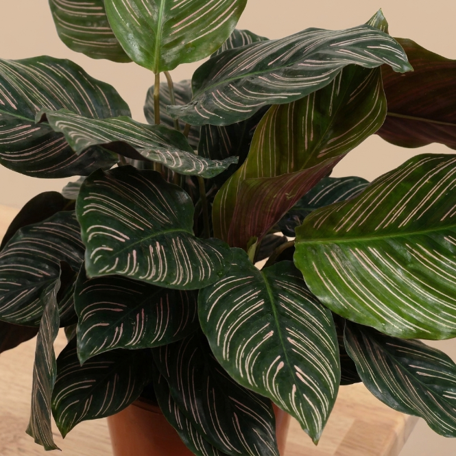 Calathea Ornata (40-50 cm) - Pembe Çizgili İç Mekan Saksı Bitkisi