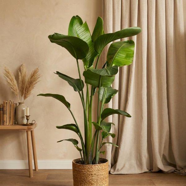 Starliçe Üç Köklü 120-140 cm | Cennet Kuşu Çiçeği - Strelitzia Nicolai