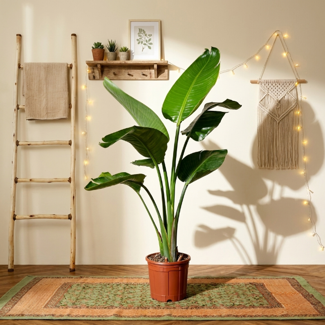 Starliçe Çift Gövdeli 19 cm Saksı | Cennet Kuşu Çiçeği - Strelitzia Nicolai
