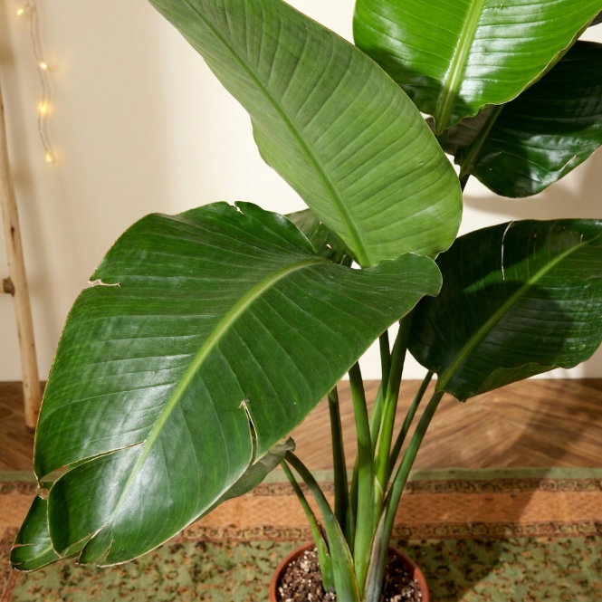 Starliçe Çift Gövdeli 19 cm Saksı | Cennet Kuşu Çiçeği - Strelitzia Nicolai