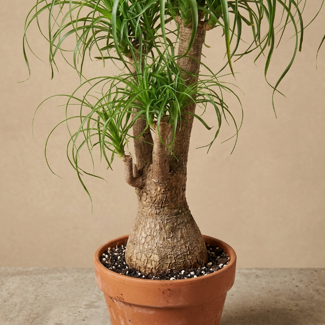 Fil Ayağı 80-90 cm | Nolina Recurvata - Beaucarnea Recurvata