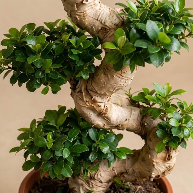 Bonsai Ficus S Gövde 100-110 cm | Dekoratif Ficus Bonzai