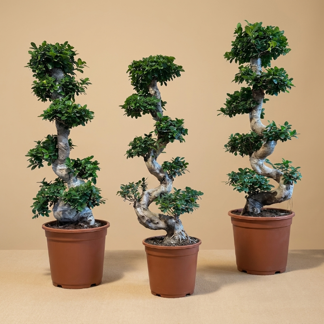 Bonsai Ficus S Gövde 100-110 cm | Dekoratif Ficus Bonzai