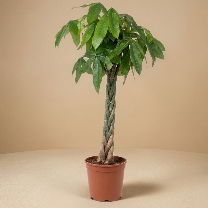 Para Ağacı XXL 170-180 cm | Pachira Aquatica - Örgülü Gövde