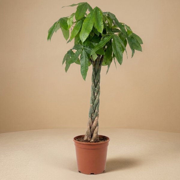 Para Ağacı XXL 170-180 cm | Pachira Aquatica - Örgülü Gövde
