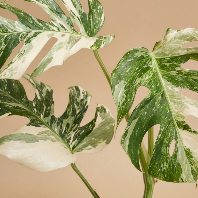 Monstera Albo Variegata | Nadir Bitki Koleksiyonu - Greenvila