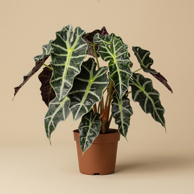 Fil Kulağı Alocasia Polly | Dekoratif İç Mekan Bitkisi