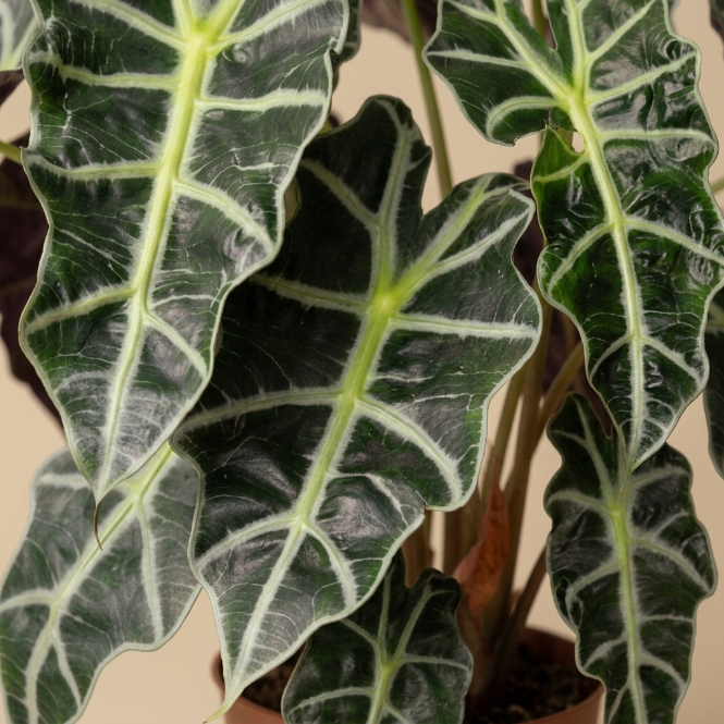 Fil Kulağı Alocasia Polly | Dekoratif İç Mekan Bitkisi
