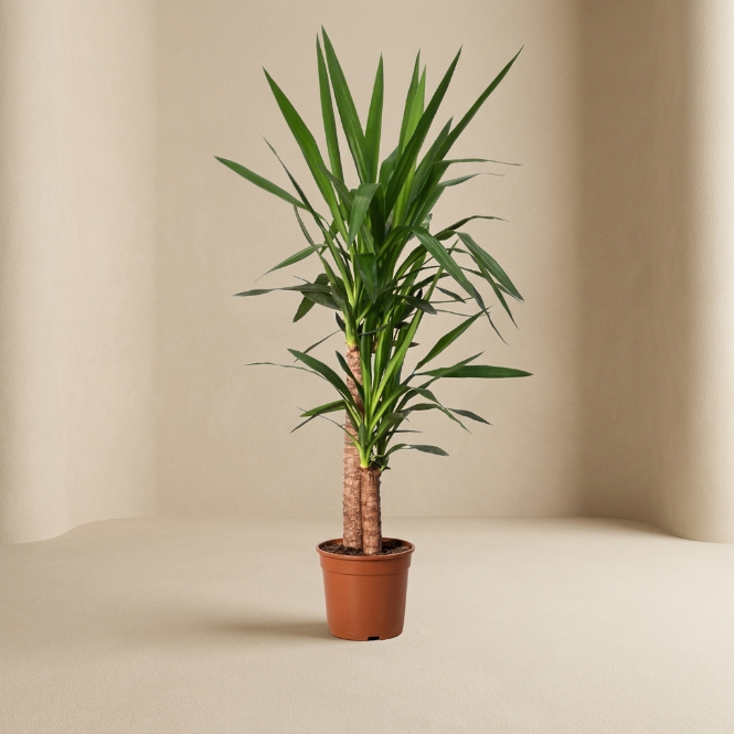 Yucca 2 Gövdeli Yucca Massengena Ruby 100-110 cm