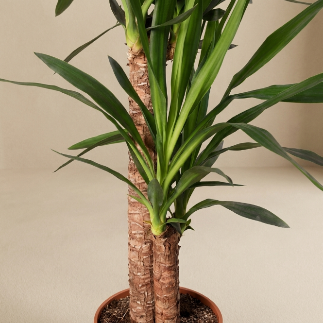 Yucca 2 Gövdeli Yucca Massengena Ruby 100-110 cm